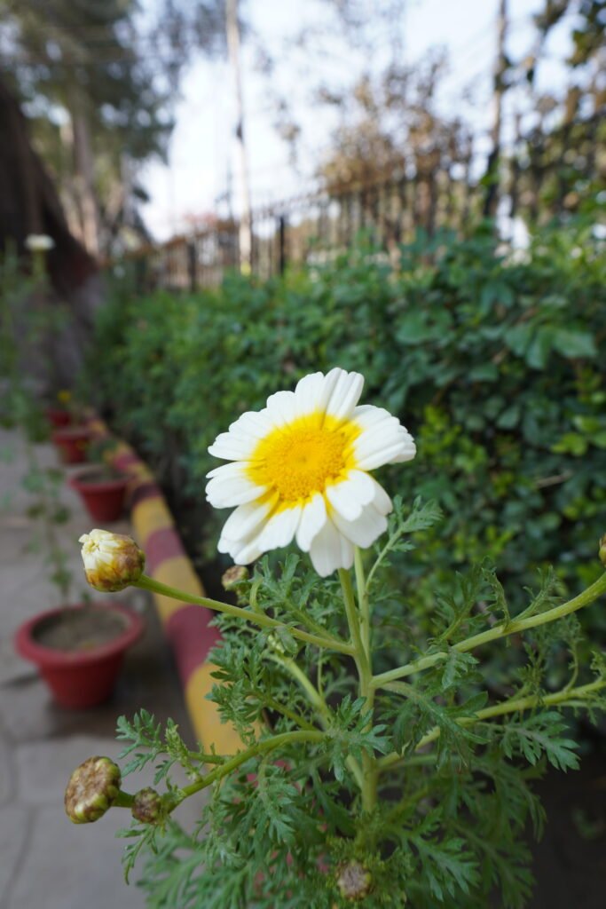 beautifull flower on subhash park
