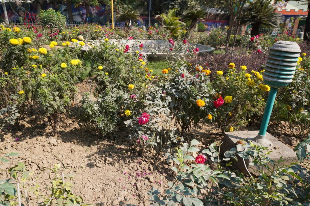 flowers in subhash park