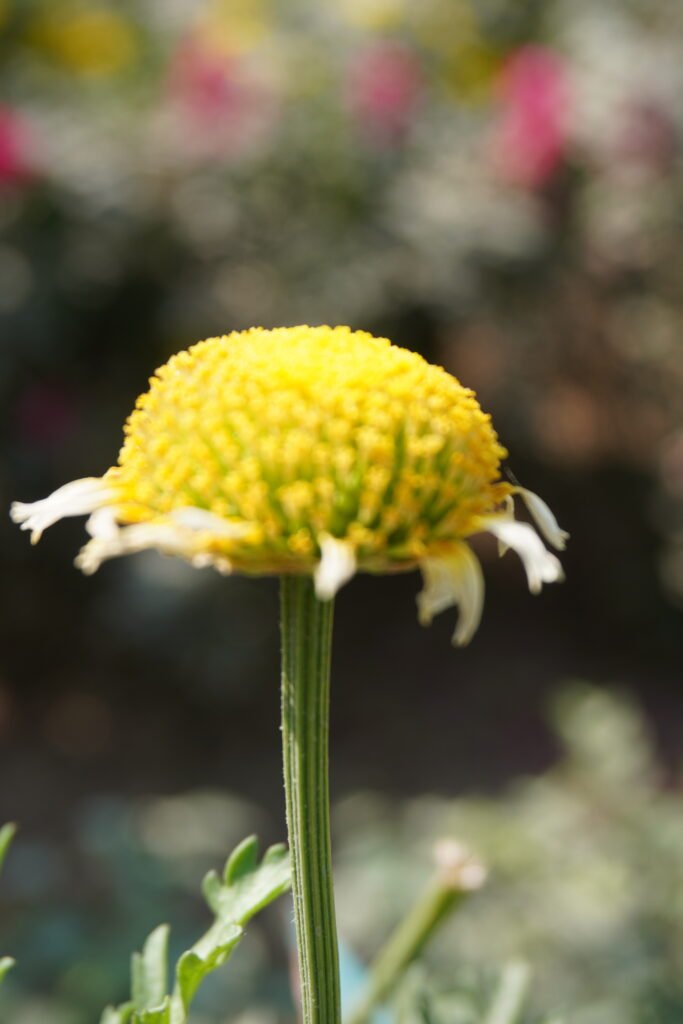 flower in subhash park