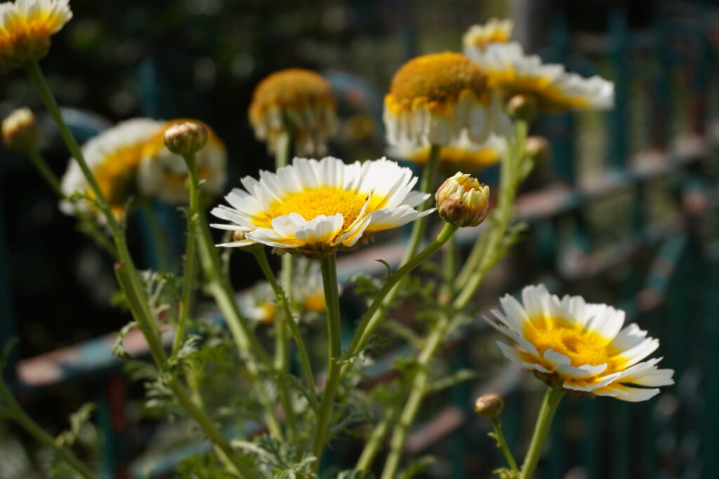 flowers in subhash park