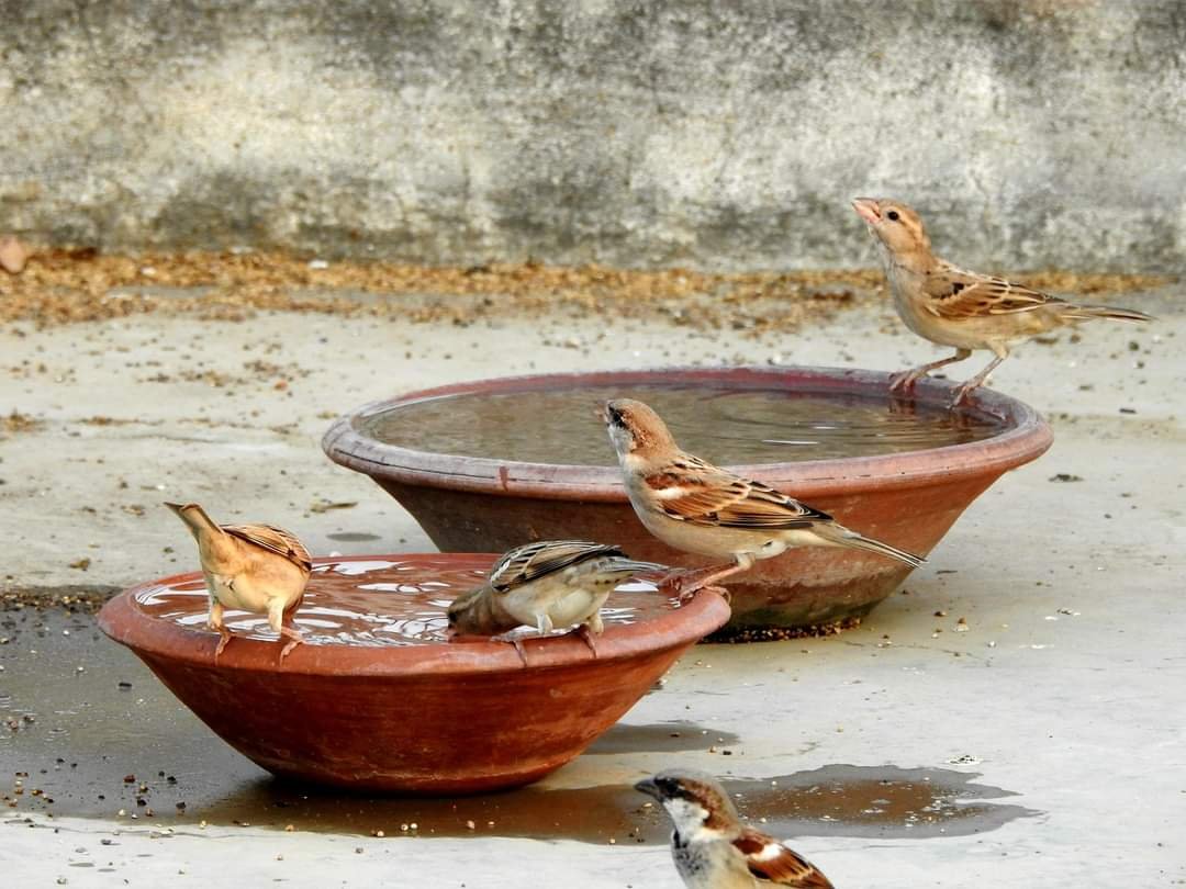 गोरैया