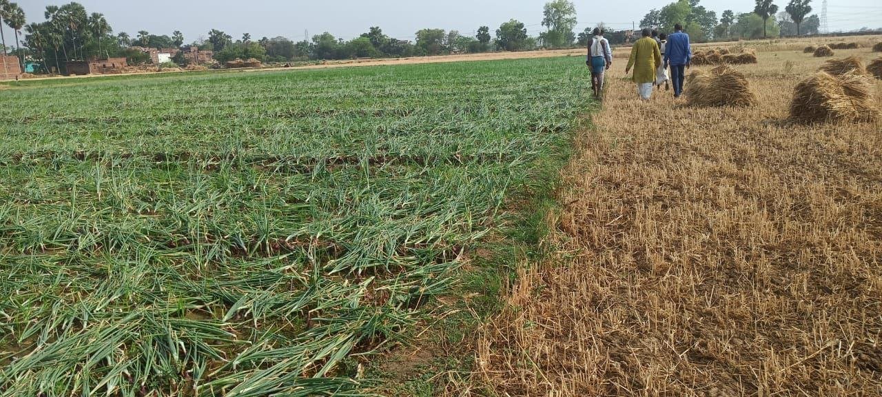 Onion, maize and wheat crops destroyed in Nagarnausa due to continuous storm and rain, farmers helpless Jitendra Prasad Nagarnausa