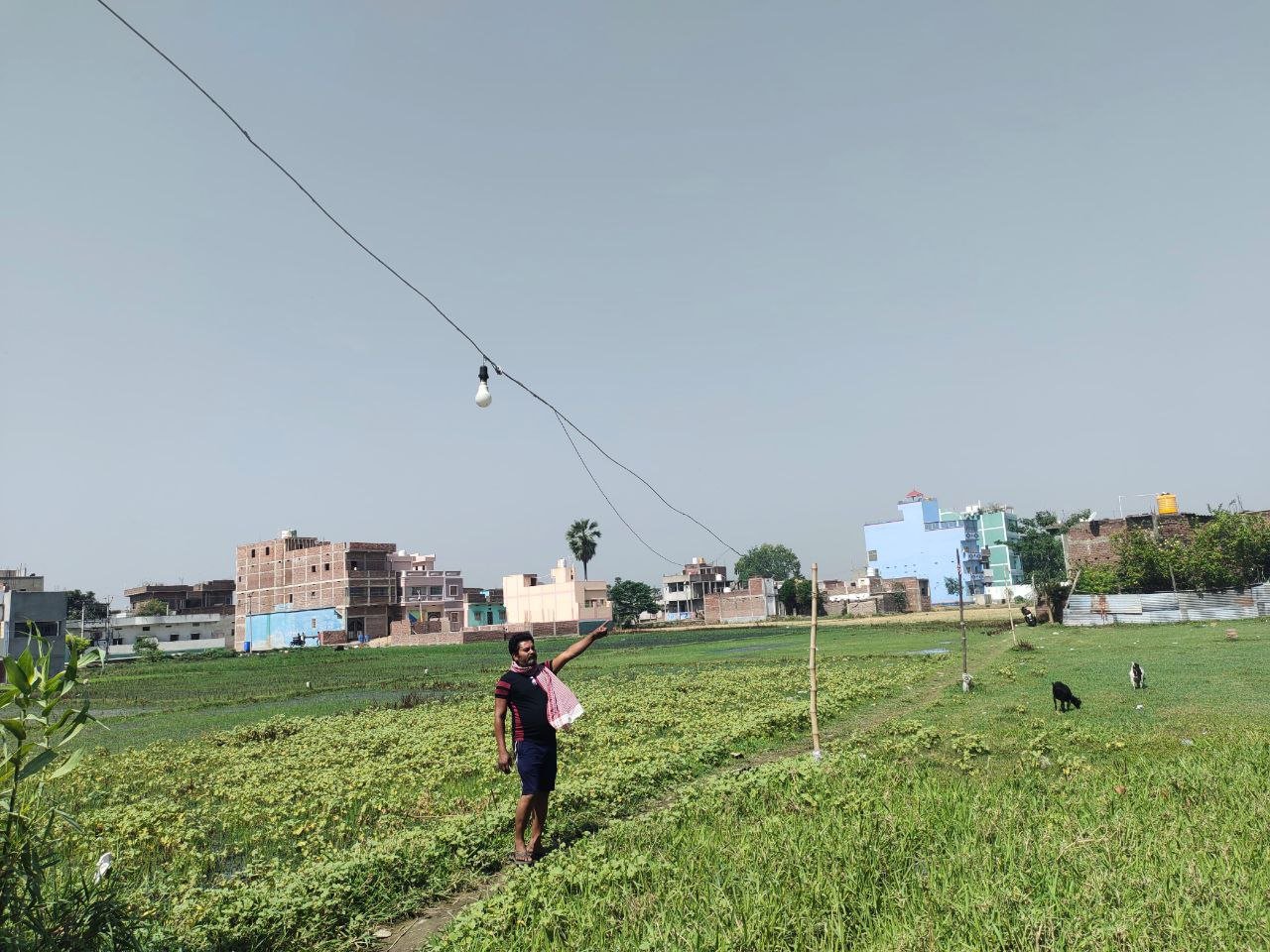 Lack of electricity poles: Electricity supply is running with the help of bamboo, fear of accident