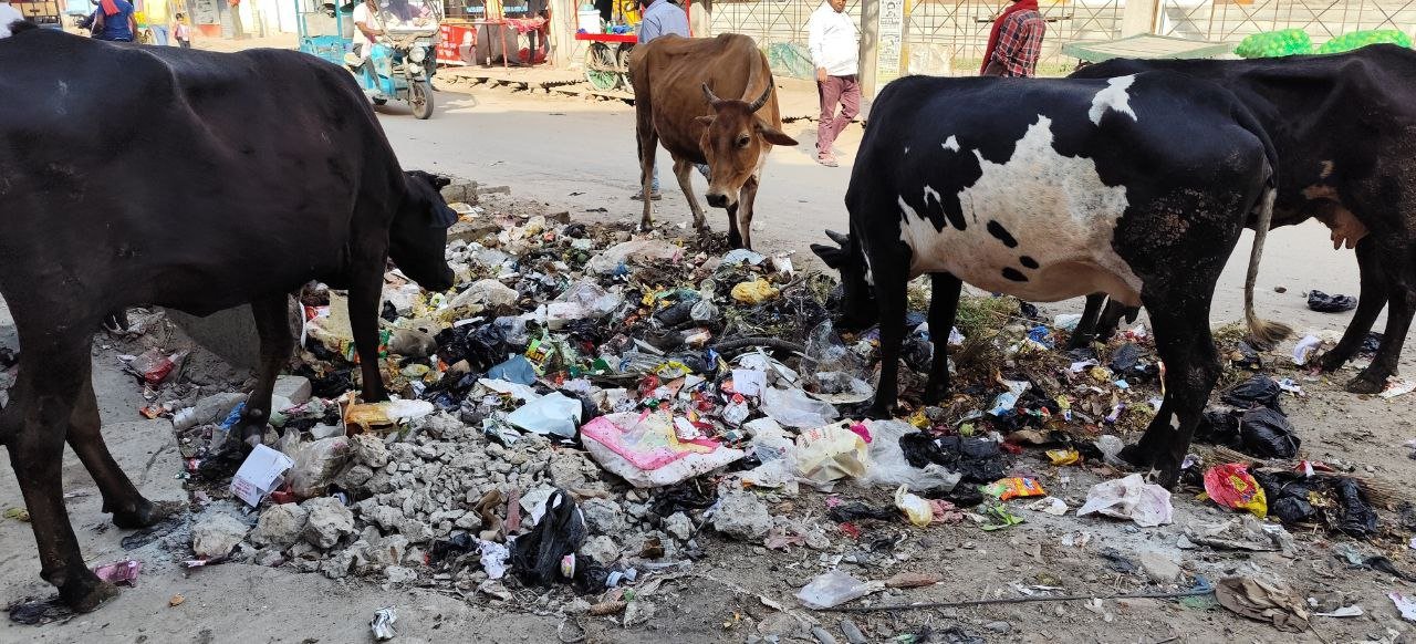 Cows searching for life in garbage
