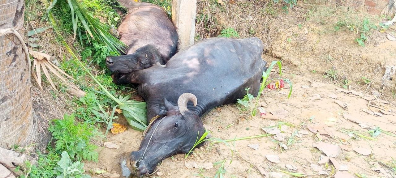 Two cattle died after coming in contact with open electric wire, demand for compensation and action intensified