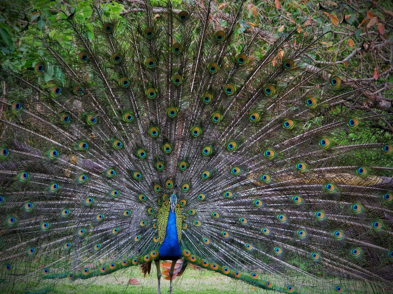 Rajgir blossomed after the rain, the dance of peacocks in Zoo Safari stole the show