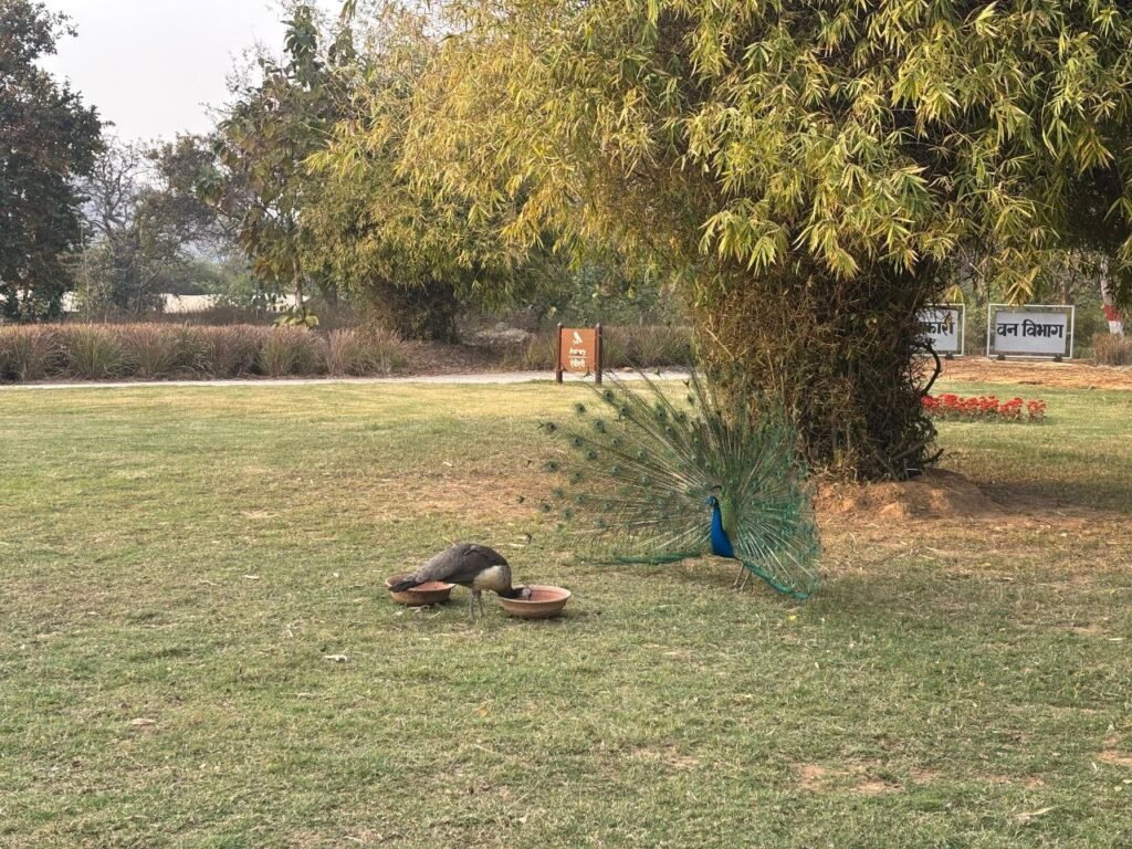 Rajgir blossomed after the rain, the dance of peacocks in Zoo Safari stole the show