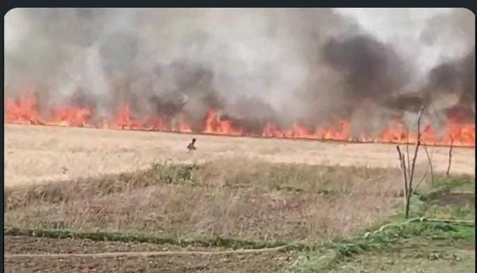 अलीनगर में गेहूं के खेत में आग