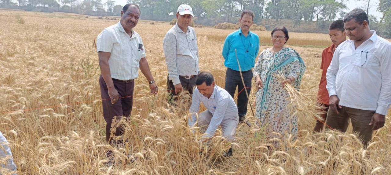 गेहूं फसल कटनी का निरीक्षण