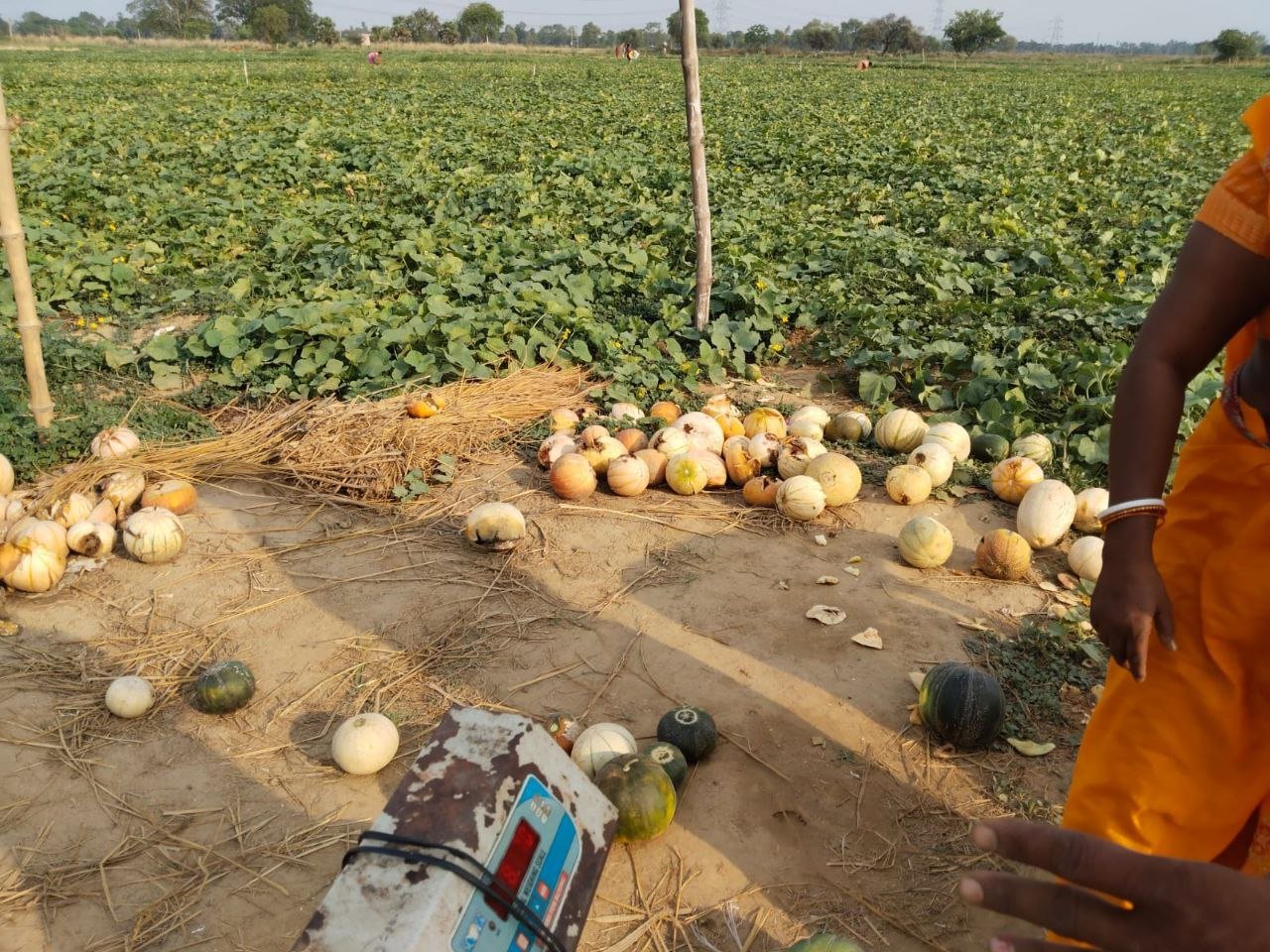 Untimely storm and rain broke the back of the farmers, 90% red-watermelon crop wasted in Darveshpura