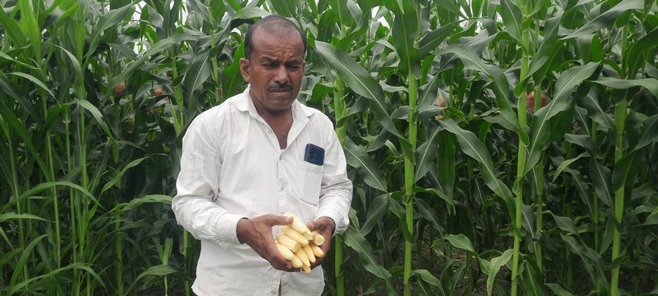 Baby corn farming has become a problem for farmers, buyers are not being found, the department has become a silent spectator