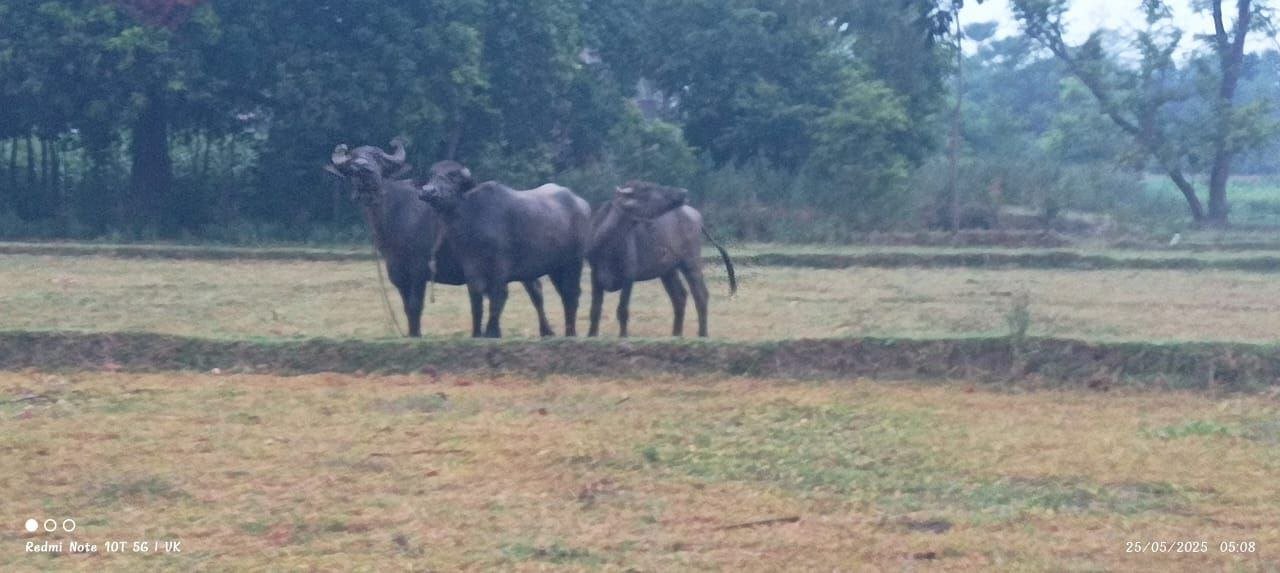 Panic due to cattle theft incident, police recovered buffaloes