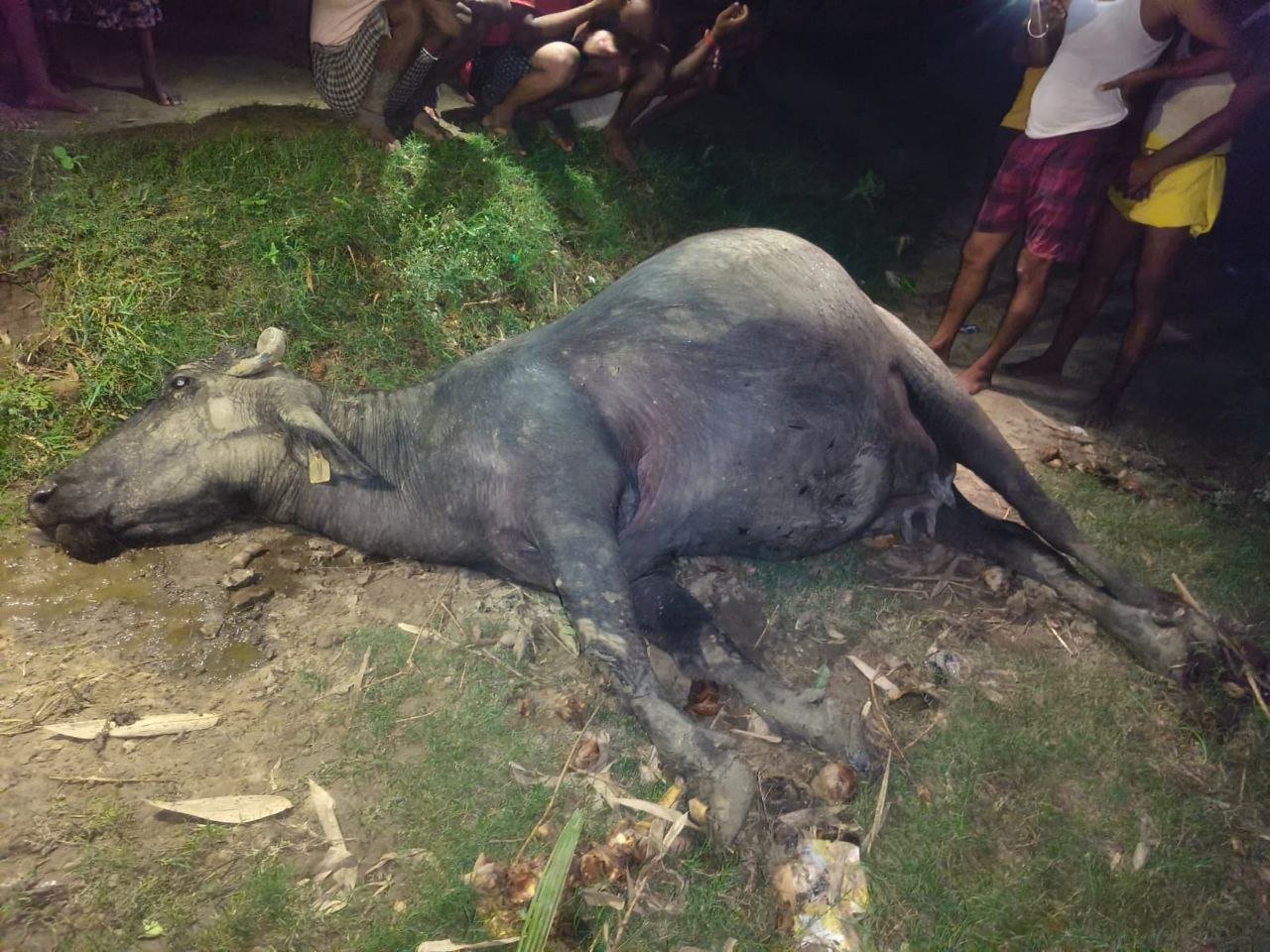 Buffalo dies due to electric current in electric pole, demand for compensation