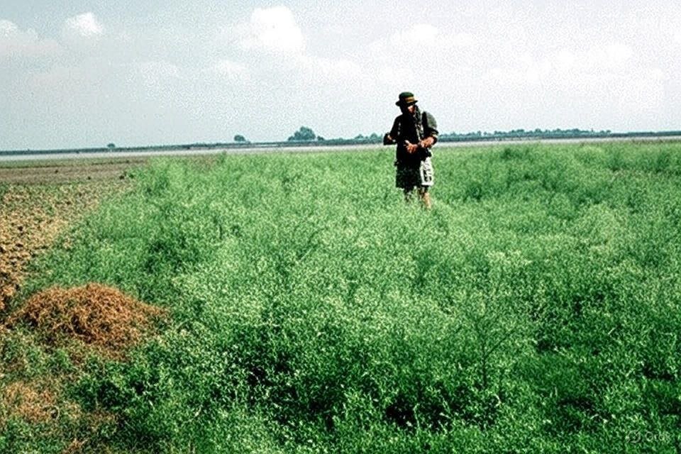 Growing infestation of carrot grass in Asthawan block: Danger and solution