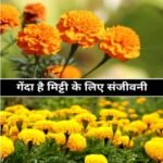Marigold: From beauty to agricultural promotion, one flower, many uses