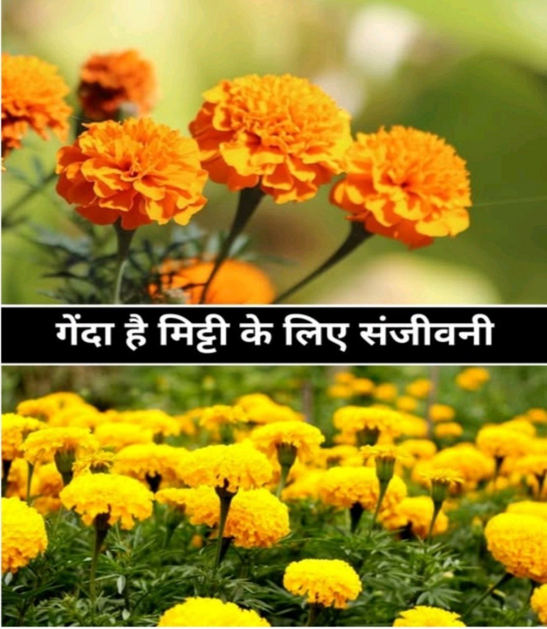 Marigold: From beauty to agricultural promotion, one flower, many uses