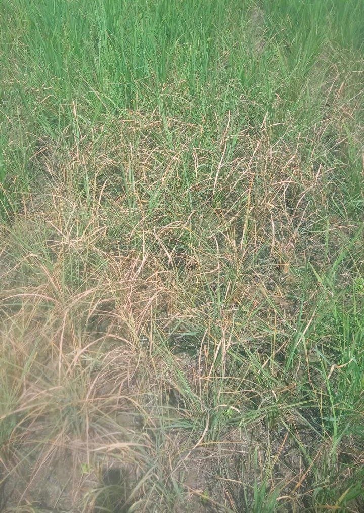 Miscreants destroyed 35 kattha paddy crop in Murgawan