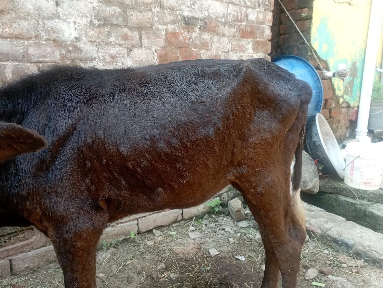 Mysterious disease spreads among animals in Amiya Bigha of Nohsa Panchayat, cattle keepers are scared