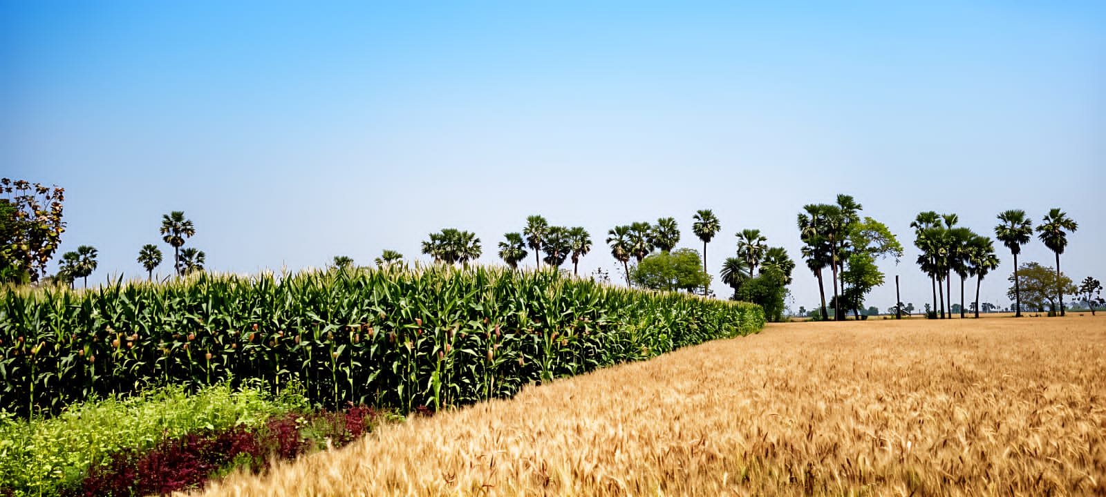 Farmers stuck cultivating baby corn, purchase guarantees remain incomplete