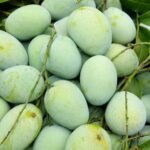 Digha's 'Dudhiya Maldah' Mango on the Threshold of a GI Tag; Its Former Glory Set to Return