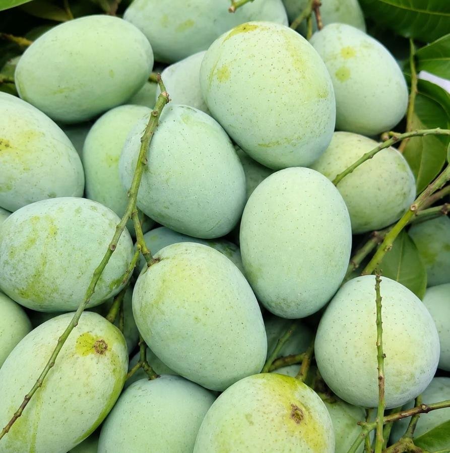 Digha's 'Dudhiya Maldah' Mango on the Threshold of a GI Tag; Its Former Glory Set to Return