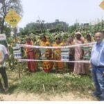 Farmers in Dharampur are elated after witnessing a bumper harvest of Sayaji 1018 maize.