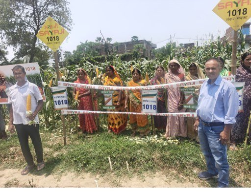 Farmers in Dharampur are elated after witnessing a bumper harvest of Sayaji 1018 maize.