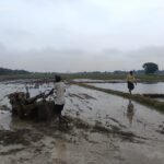 Waiting for rain, yet farming continues: Paddy planting begins in Harnaut with the help of tube wells, target of 12,193 hectares