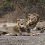 It is important to save the broken links of nature, because the lion is not only the king of the jungle, but also the guardian of ecological balance.