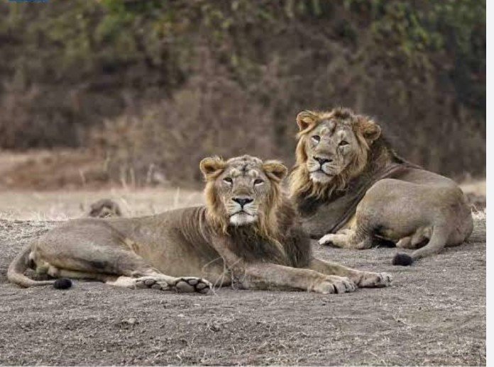 It is important to save the broken links of nature, because the lion is not only the king of the jungle, but also the guardian of ecological balance.